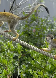 The Haga Duo